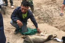 Trộm chó, người đàn ông bị dân vây đánh sưng mặt