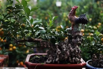 Quất bosai siêu nhỏ thế độc giá hàng chục triệu chơi Tết