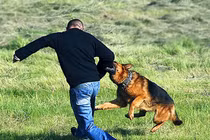 Cả gia đình ở Hòa Bình bị chó dại cắn, hai người chết