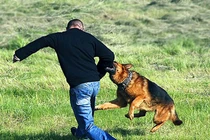 Cả gia đình ở Hòa Bình bị chó dại cắn, hai người chết