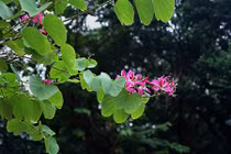 Ảnh: Hoa ban Tây Bắc mới trồng nở giữa mùa đông Hà Nội