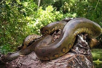 Rợn người trăn anaconda quấn siết con mồi khủng tới chết 