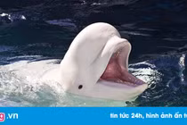 Sự thật về con cá voi lạc đến Na Uy, nghi là gián điệp quân sự