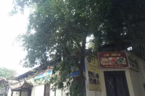 Nhà hát múa rối Việt Nam bị “xẻ thịt” làm nhà hàng