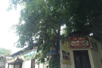 Nhà hát múa rối Việt Nam bị “xẻ thịt” làm nhà hàng