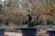 Chùm ảnh: Đào Tết “khủng” rộn ràng xuống phố sớm ở Hà Nội