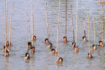 Tròn mắt xem cả làng kéo nhau xuống sông đánh dậm 