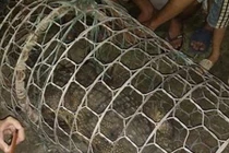 Nóng: Dân Hà Nội bắt được cá sấu nặng hơn 30kg trên sông