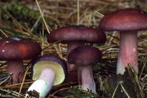 Ăn nấm rừng xong 2 người chết, 2 người nguy kịch