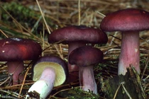 Ăn nấm rừng xong 2 người chết, 2 người nguy kịch