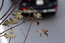 Hàng cây phong chưa kịp chuyển màu đỏ đã héo úa ở Hà Nội