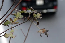 Hàng cây phong chưa kịp chuyển màu đỏ đã héo úa ở Hà Nội