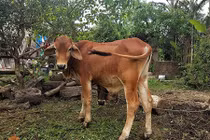 "Quan xã” chia nhau xẻ thịt bò chính sách bị xử lý thế nào?