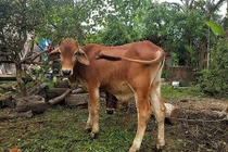 "Quan xã” chia nhau xẻ thịt bò chính sách bị xử lý thế nào?