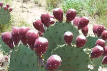 Kiếm trăm triệu ngon lành với loại quả gai góc này