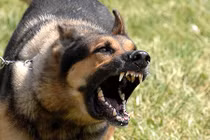 Hà Nội: Thương tâm bé trai 21 tháng tuổi bị chó cắn rách má