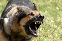 Hà Nội: Thương tâm bé trai 21 tháng tuổi bị chó cắn rách má