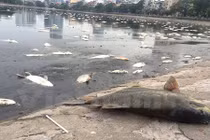 CT Nguyễn Đức Chung chỉ đạo xử lý cá chết ở hồ Hoàng Cầu