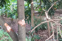 Cận cảnh gần 100 gốc nhãn của người dân bị phá hoại ở Hưng Yên