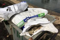 Thông tin chính thức vụ cá chết nổi trắng hồ Linh Đàm