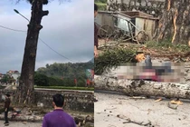 Đang đi bộ trên đường, nam thanh niên bị cành cây rơi trúng đầu tử vong
