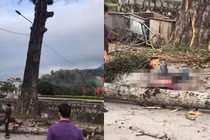 Đang đi bộ trên đường, nam thanh niên bị cành cây rơi trúng đầu tử vong