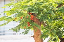 Ảnh: Phượng vỹ mới trồng trên đường đắt nhất hành tinh đã ra hoa