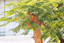 Ảnh: Phượng vỹ mới trồng trên đường đắt nhất hành tinh đã ra hoa