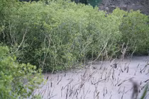 Những cánh rừng ngập mặn chống biến đổi khí hậu tuyệt đẹp ở Cát Bà