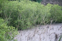 Những cánh rừng ngập mặn chống biến đổi khí hậu tuyệt đẹp ở Cát Bà