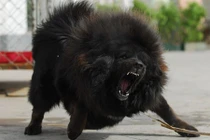 Hà Nội: Bé gái 8 tuổi bị chó ngao 40kg cắn tử vong thương tâm