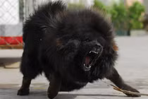 Hà Nội: Bé gái 8 tuổi bị chó ngao 40kg cắn tử vong thương tâm