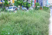 Ảnh: Cỏ dại xâm chiếm phố, Hà Nội biến thành đồng quê