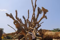 Vì sao kiểm lâm Huế "thả" hai cây cổ thụ khổng lồ?