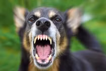 Xót xa bé trai 4 tuổi bị chó cắn rách mặt ở Lào Cai