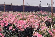 Ảnh: Hoa ly nở đỏ ruộng, người nông dân khóc đỏ mắt