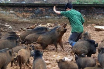 Kỳ lạ ở Việt Nam: Những chủ nhân nổi tiếng nhờ... lợn