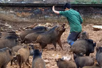 Kỳ lạ ở Việt Nam: Những chủ nhân nổi tiếng nhờ... lợn