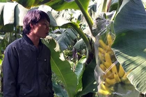 Nghi bị phun kích thích "chuối Tết 2019" chín vàng rực cả vườn