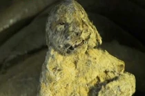 Phát hiện sư tử còn nguyên hình hài trong băng