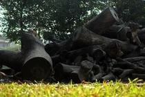 Ảnh: Lo ngại hỏa hoạn ở đống gỗ mục khô tại công viên Tuổi trẻ