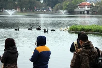 “Bảo mẫu” thiên nga ở hồ Thiền Quang: Để mất con nào là mất Tết luôn!