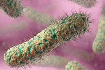 Hai trẻ là anh em ruột nghi tử vong do vi khuẩn ăn mòn cơ thể Whitmore