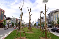 Hà Nội trồng cây phượng trên đường đắt nhất hành tinh có hợp?