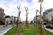 Hà Nội trồng cây phượng trên đường đắt nhất hành tinh có hợp?