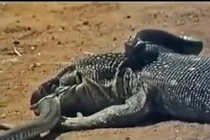 Rợn người kỳ đà khổng lồ "xé xác" hổ mang chúa tan nát