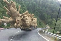 Có hay không chuyện CSGT “bảo kê” ba xe chở cây cổ thụ “khủng“?