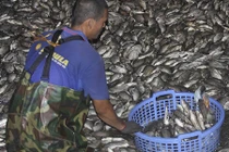 Công nhân hì hục vớt cá chết nổi trắng hồ Tây trong đêm