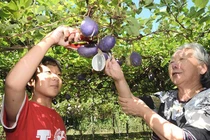 Loại quả từng mọc hoang, “phanh ruột” khi chín, nay bán tiền triệu/thùng 