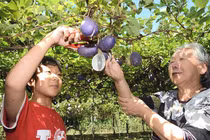 Loại quả từng mọc hoang, “phanh ruột” khi chín, nay bán tiền triệu/thùng 